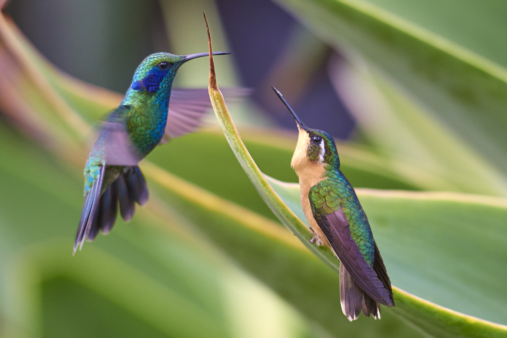 Telfly-duo-colibri
